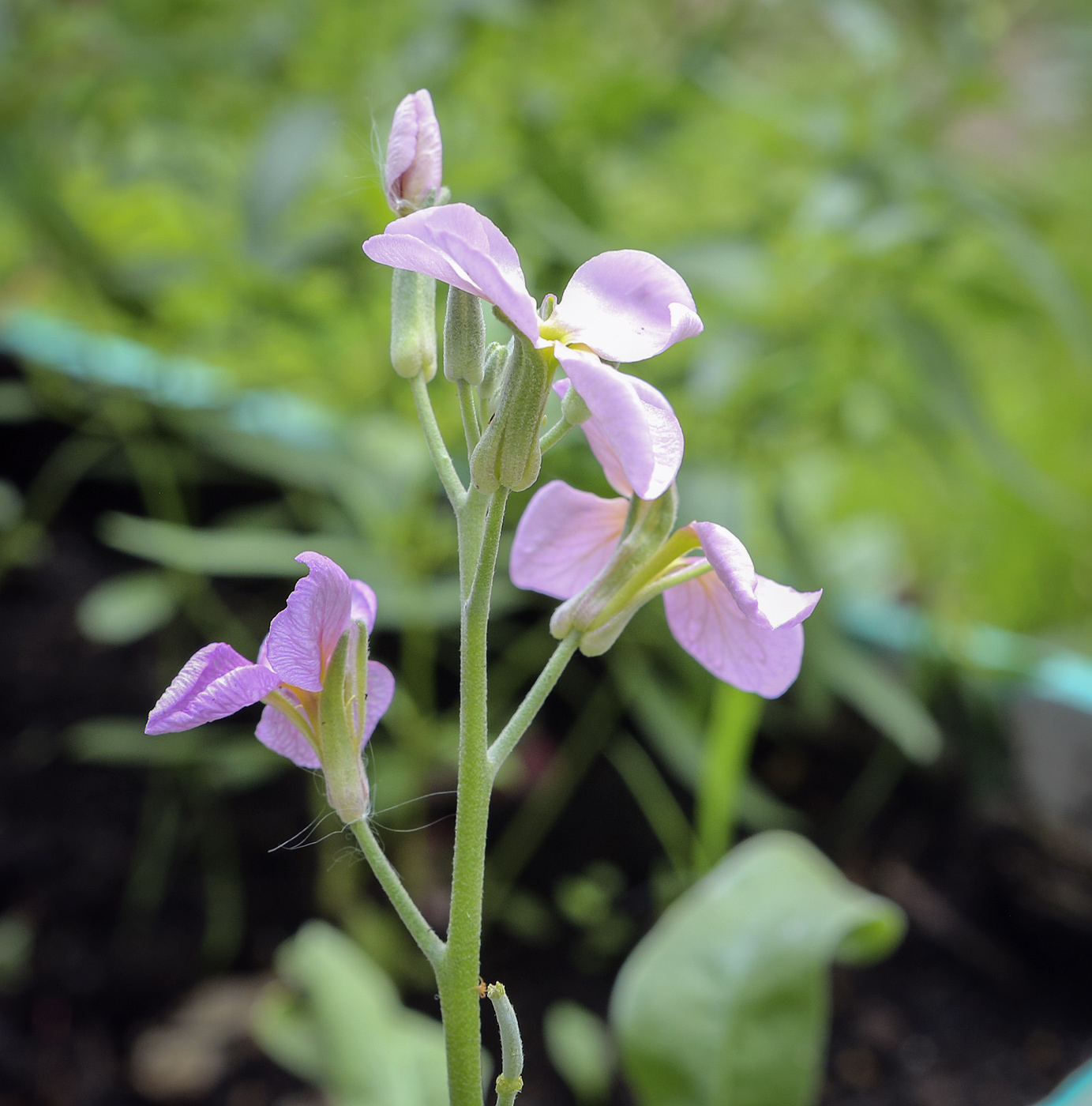 Изображение особи род Matthiola.