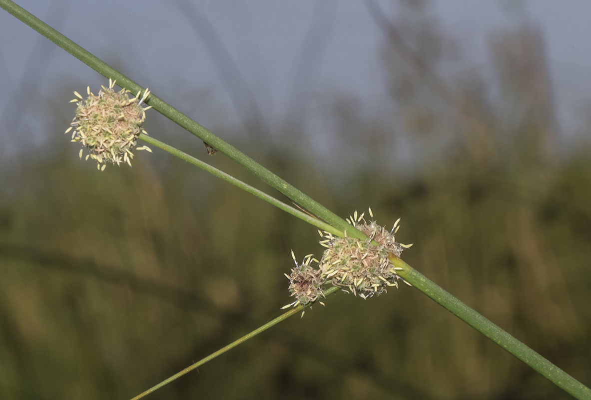 Изображение особи Scirpoides holoschoenus.