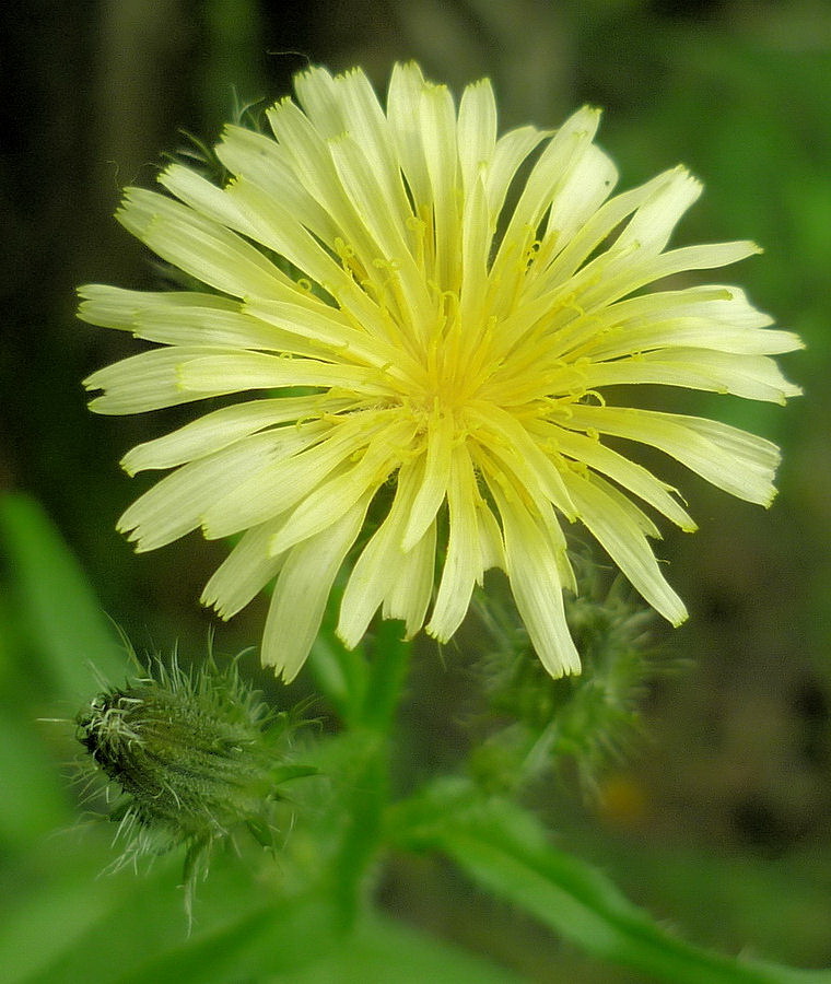 Image of Picris koreana specimen.