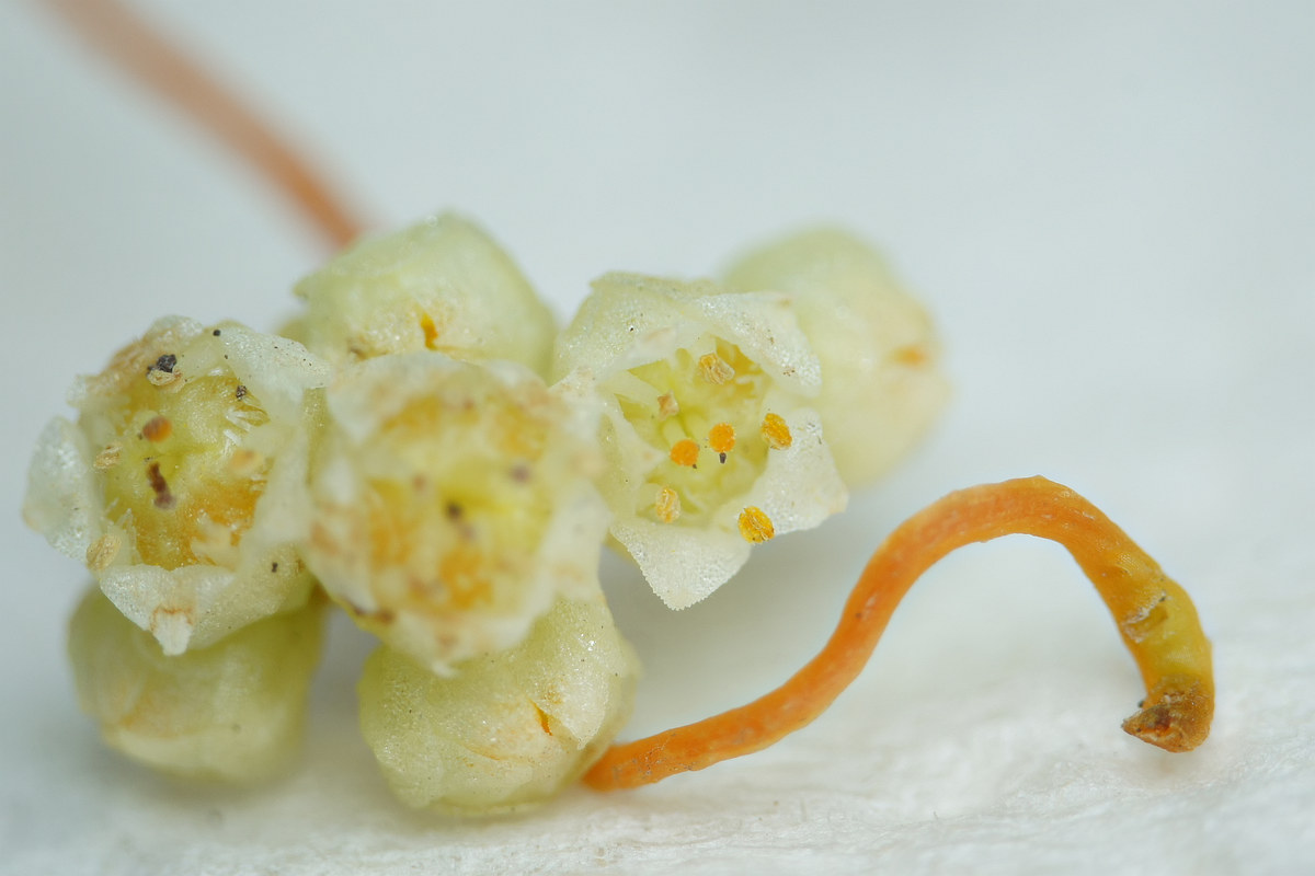 Image of Cuscuta cesatiana specimen.