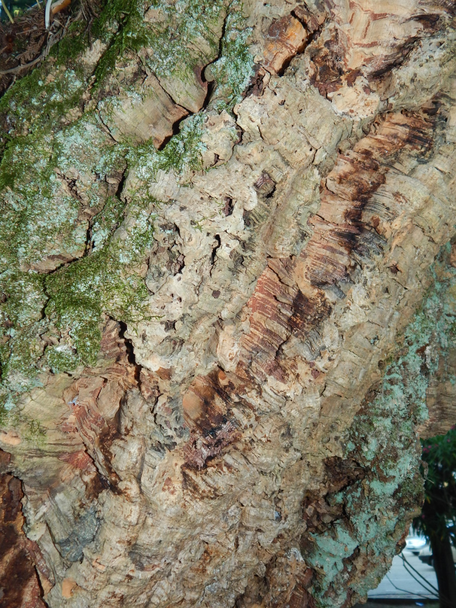 Image of Quercus suber specimen.