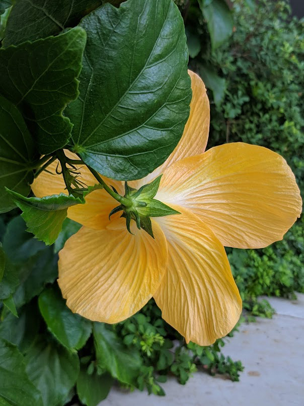 Изображение особи Hibiscus rosa-sinensis.