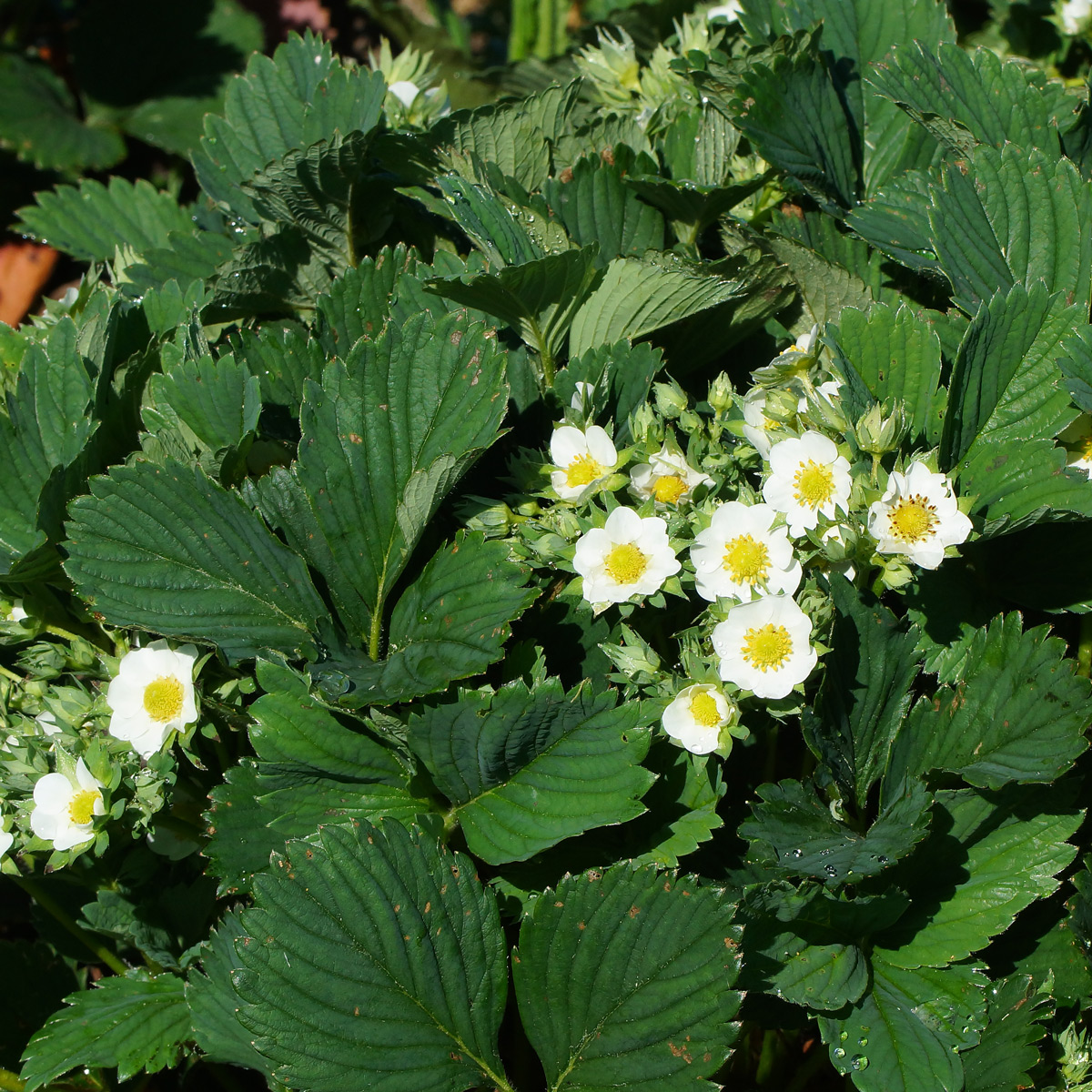 Image of Fragaria × ananassa specimen.