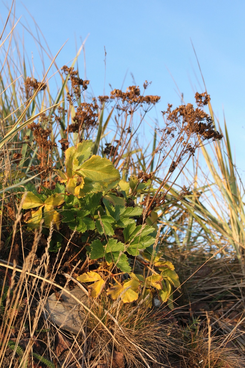 Image of Ligusticum scoticum specimen.