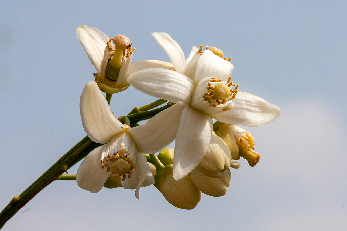 Image of Citrus &times; paradisi specimen.