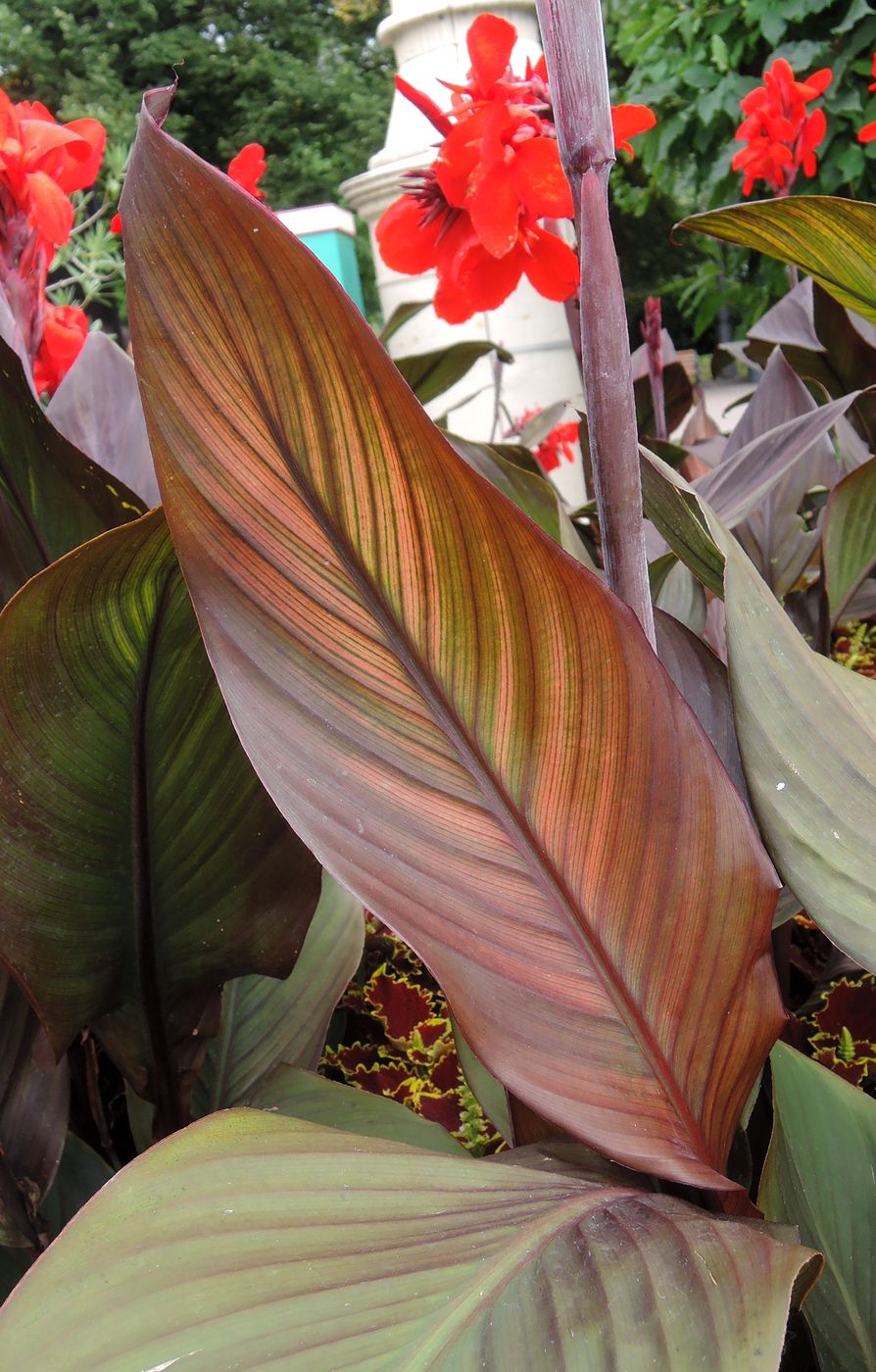 Image of Canna indica specimen.