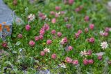 Trifolium raddeanum. Цветущие и плодоносящие растения. Республика Северная Осетия-Алания, Ирафский р-н, Большой Кавказ, правый склон долины безымянного левого притока р. Сардидон, стекающего с пер. Гуларвцек, ≈ 2850 м н.у.м., щебенистый склон. 07.07.2021.