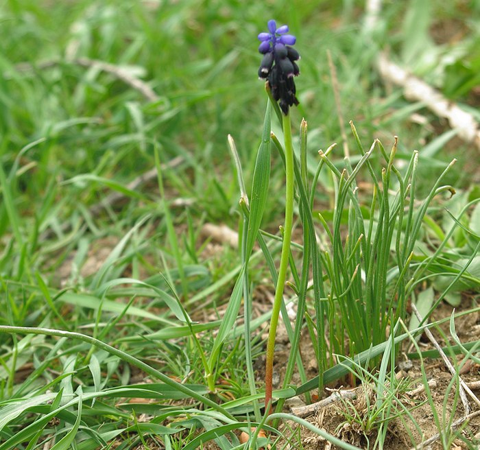 Изображение особи Muscari neglectum.