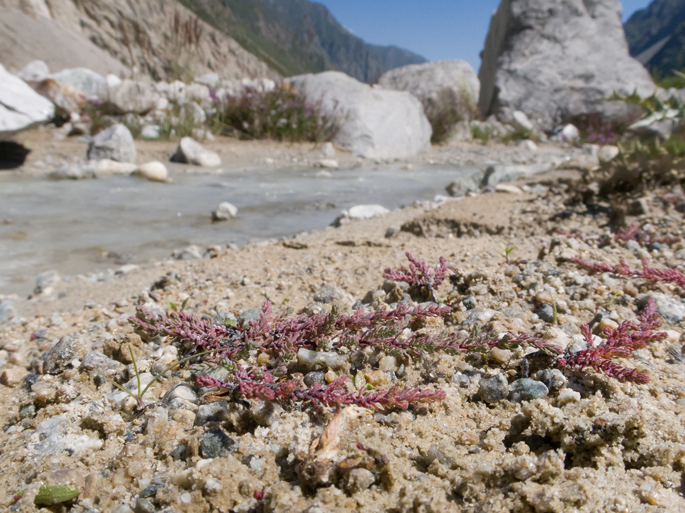 Image of Myricaria bracteata specimen.