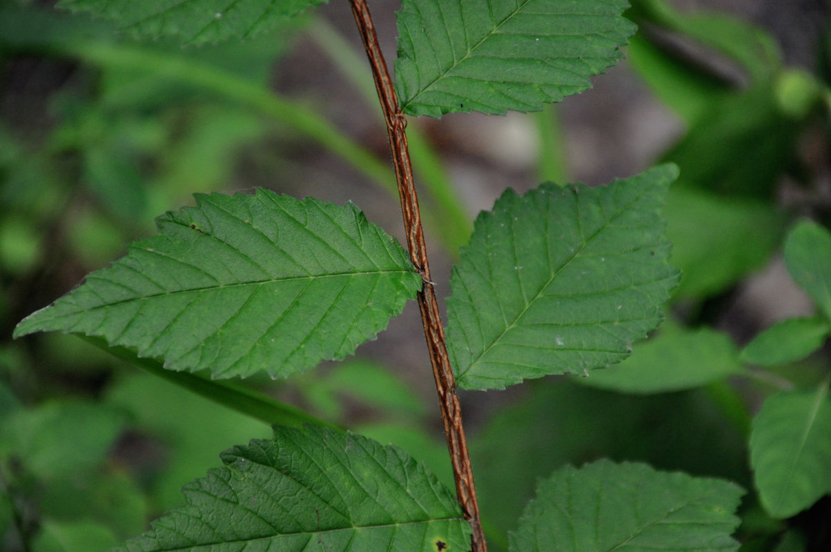 Image of Ulmus japonica specimen.