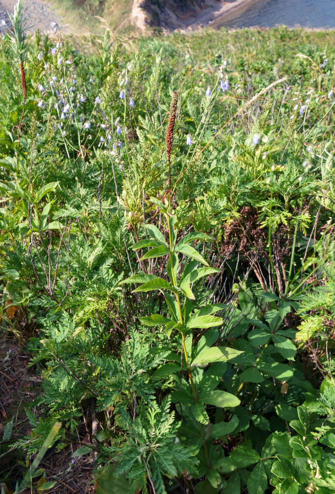 Изображение особи Veronicastrum sibiricum.