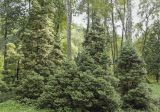 Thuja occidentalis. Группа взрослых деревьев ('Rosenthalii'). Москва, ГБС, дендрарий. 31.08.2021.