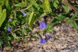 Scutellaria galericulata