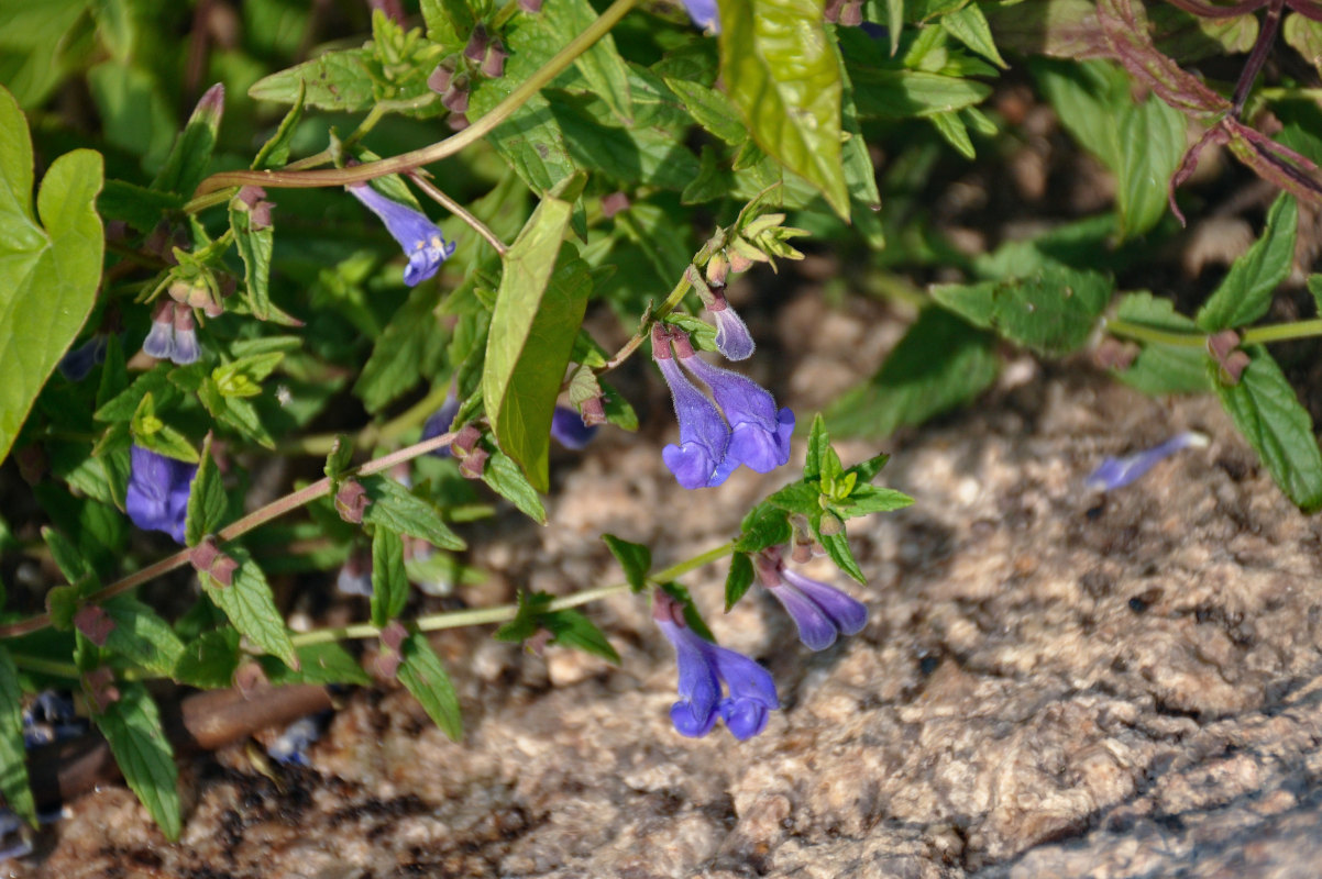 Image of Scutellaria galericulata specimen.