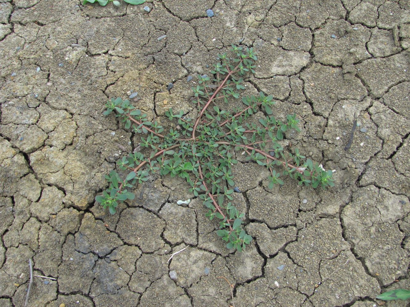 Изображение особи Portulaca oleracea.