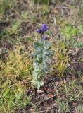 род Aconitum. Цветущее растение. Республика Алтай, Кош-Агачский р-н, окр. Джумалинских источников, ≈ 2400 м н.у.м. 5 августа 2020 г.