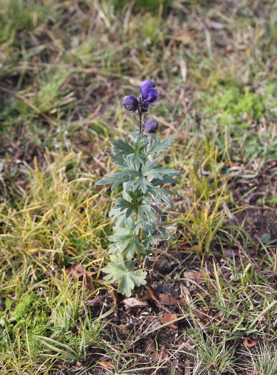 Изображение особи род Aconitum.