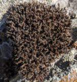 Syntrichia ruralis. Вегетирующее растение. Республика Молдова, Единецкий р-н, заповедник \"La Castel\", каменный блок. 10 мая 2021 г.