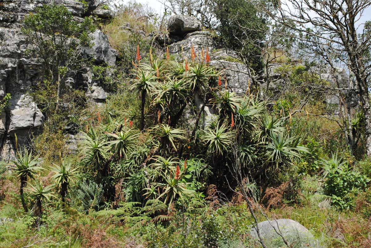 Image of Aloe arborescens specimen.