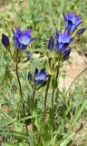 Gentiana olivieri