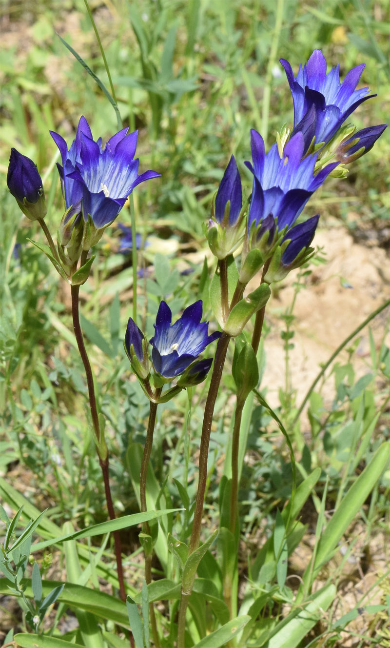 Image of Gentiana olivieri specimen.