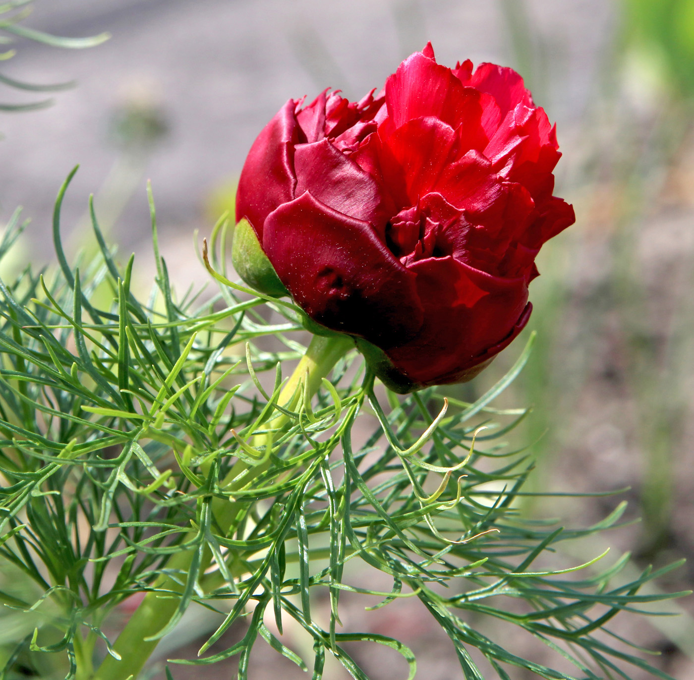 Image of Paeonia tenuifolia specimen.