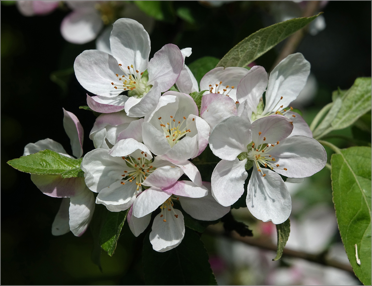 Изображение особи Malus domestica.