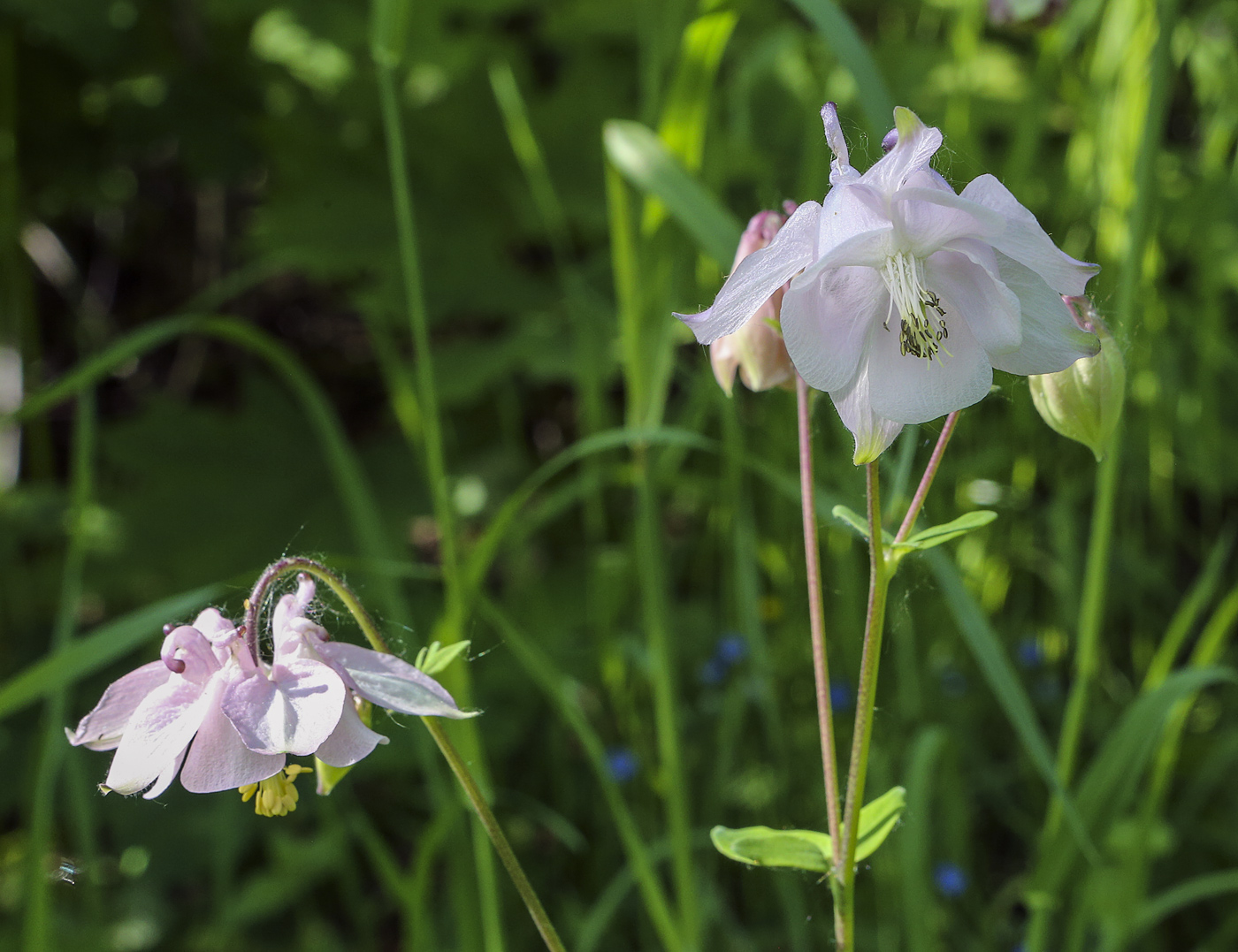 Изображение особи Aquilegia vulgaris.