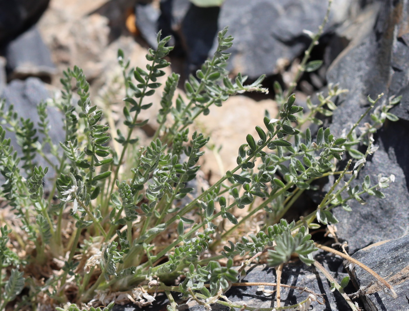 Изображение особи Oxytropis oligantha.