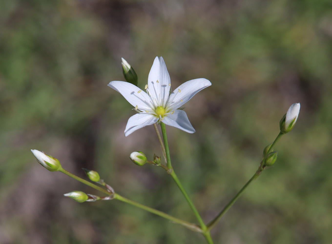 Image of Eremogone holostea specimen.