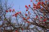 Erythrina lysistemon. Ветви с цветами. Эфиопия, провинция Сидамо, аураджа Арэро, национальный парк \"Yabelo \". 29.12.2014.