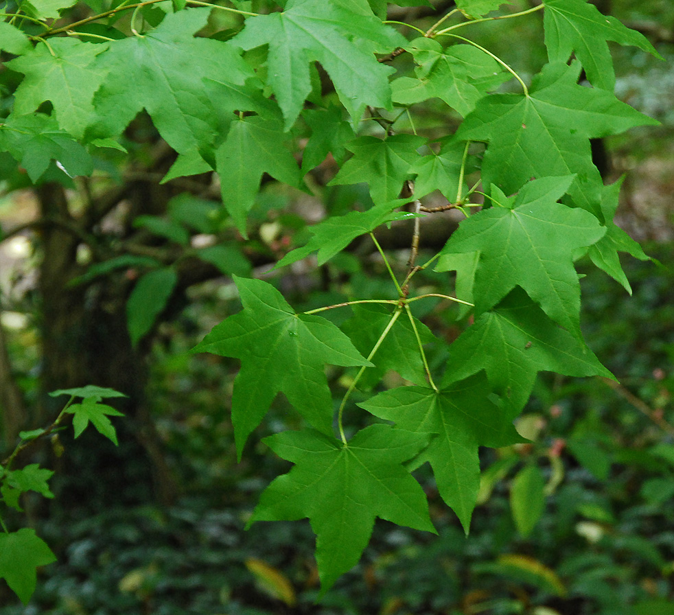 Image of Liquidambar styraciflua specimen.