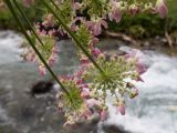 Heracleum ponticum. Соцветия-зонтички. Карачаево-Черкесия, Урупский р-н, Кавказский биосферный заповедник, Имеретинское ущелье, ≈ 1900 м н.у.м., правый берег р. Имеретинка (в среднем течении). 26.07.2022.