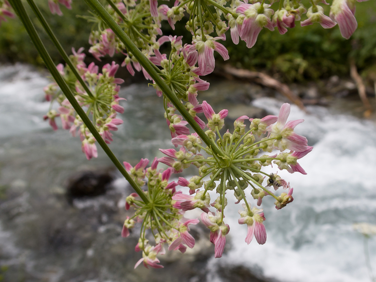 Image of Heracleum ponticum specimen.