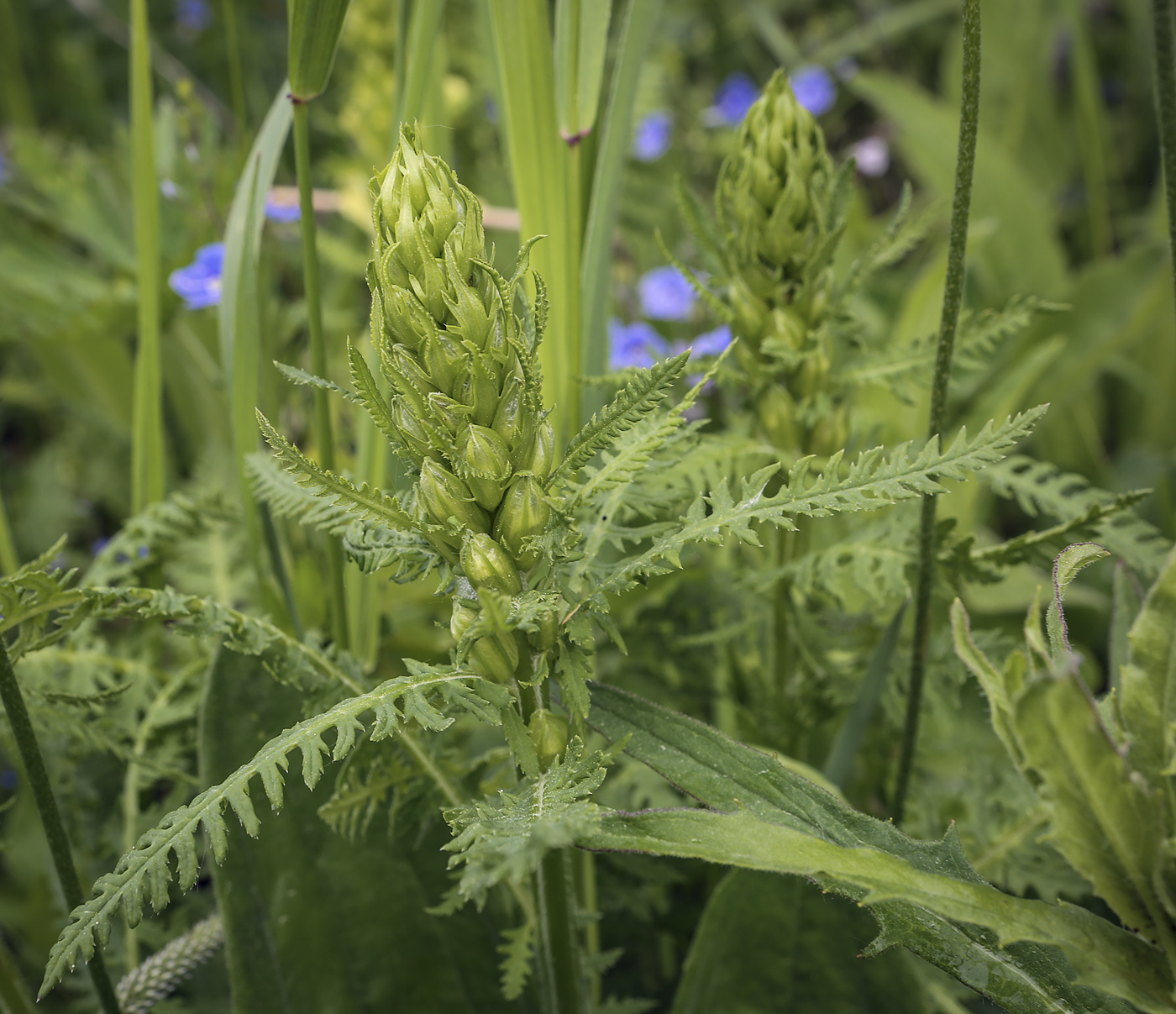 Изображение особи Pedicularis kaufmannii.