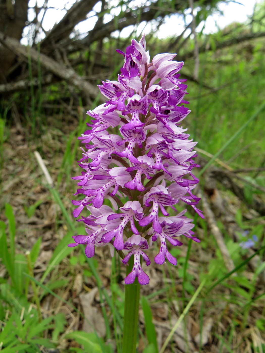 Изображение особи Orchis militaris.