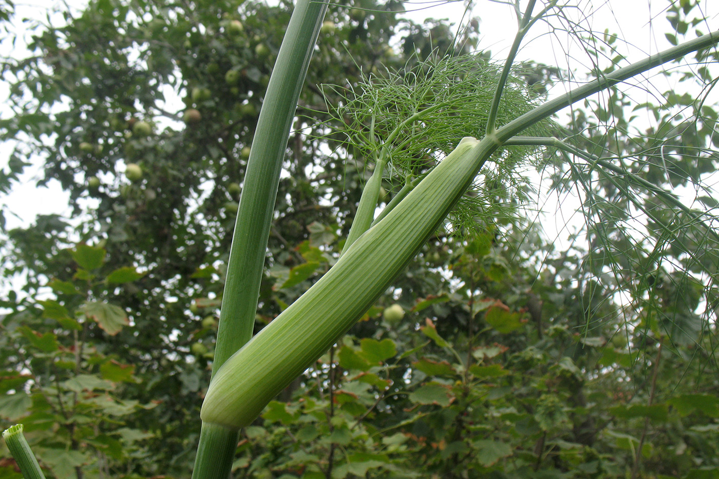 Изображение особи Foeniculum vulgare.