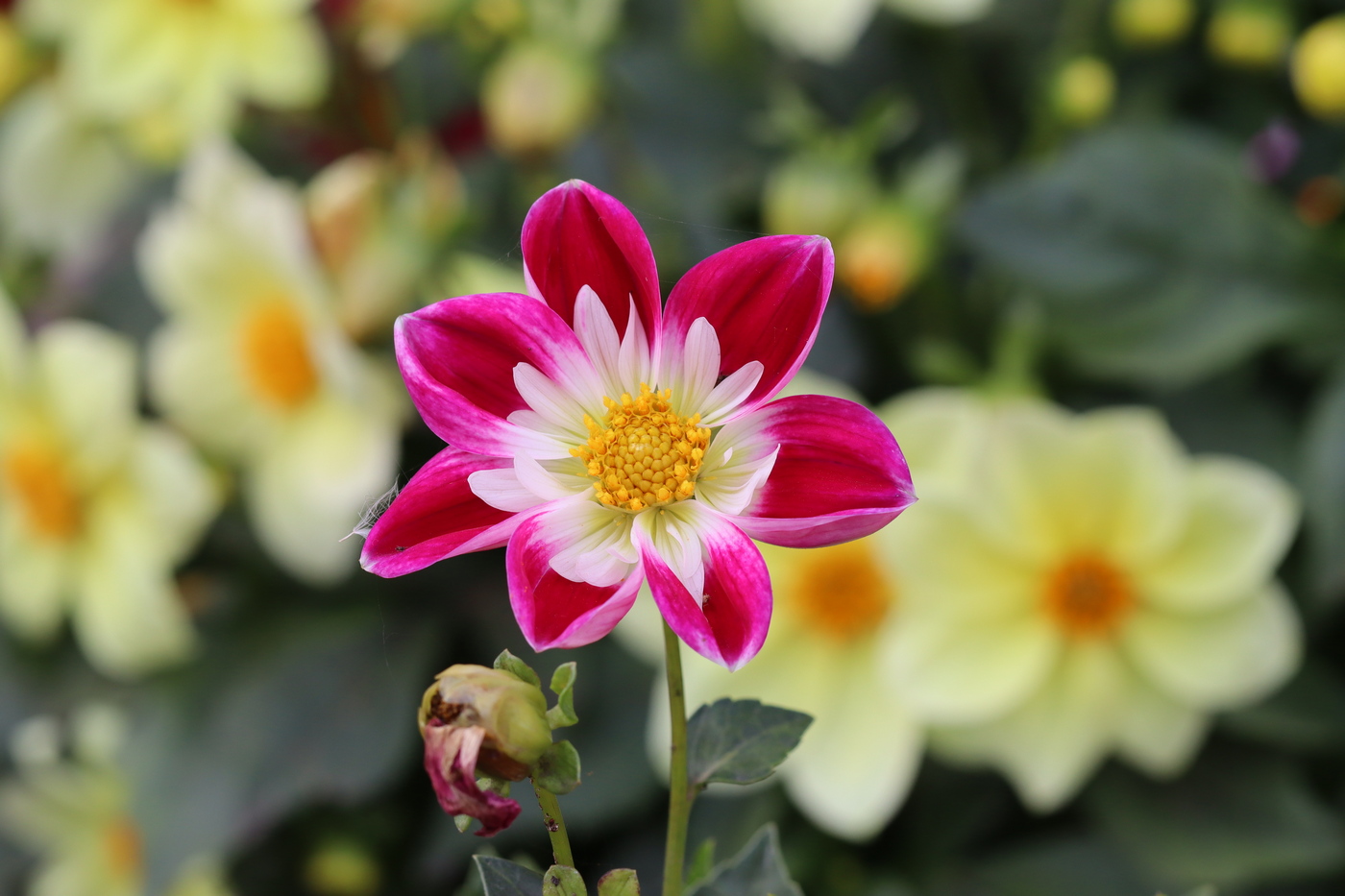 Image of Dahlia pinnata specimen.