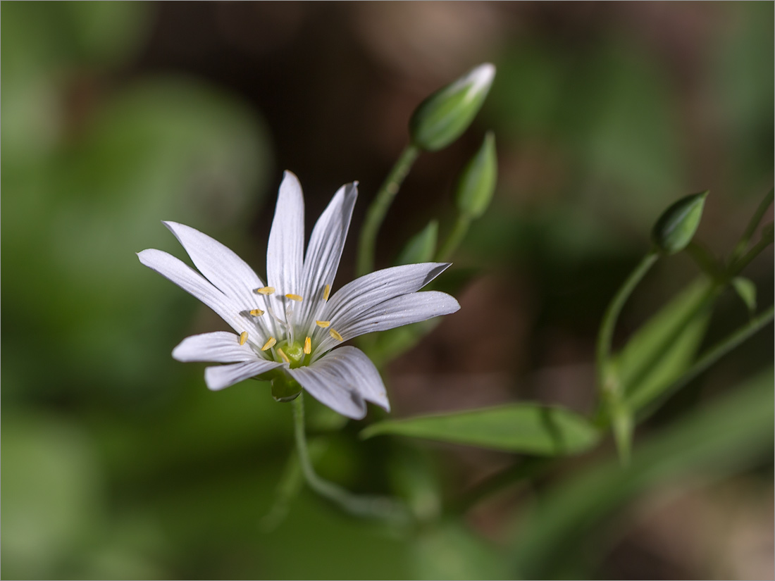 Image of Stellaria holostea specimen.