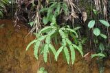 семейство Gleicheniaceae