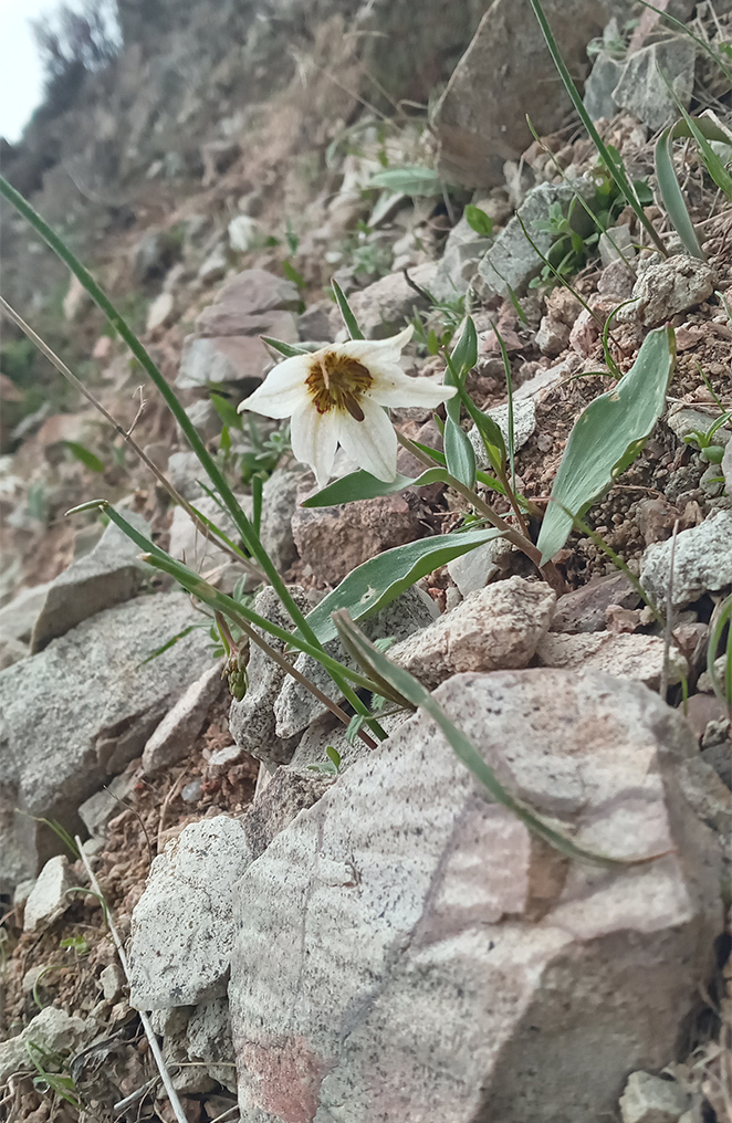 Изображение особи Fritillaria baisunensis.