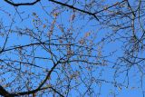 Malus prunifolia. Покоящиеся ветви с плодами. Санкт-Петербург, Кировский р-н, в культуре. 30.10.2022.