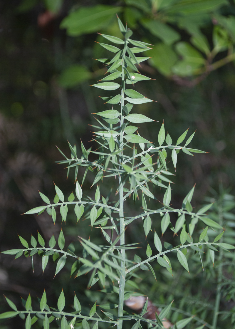 Изображение особи Ruscus aculeatus.