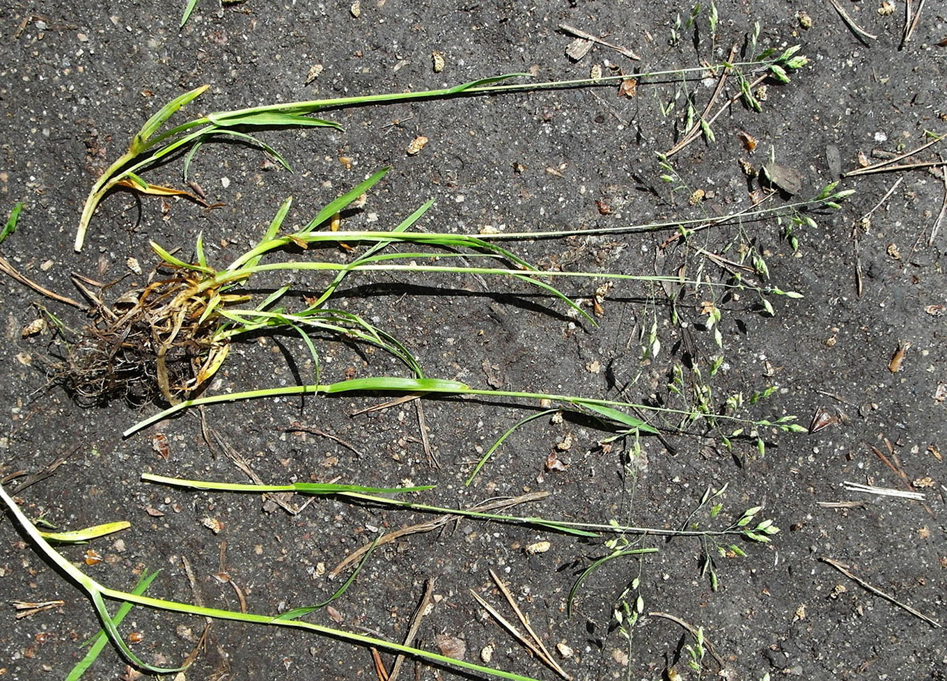 Image of genus Poa specimen.