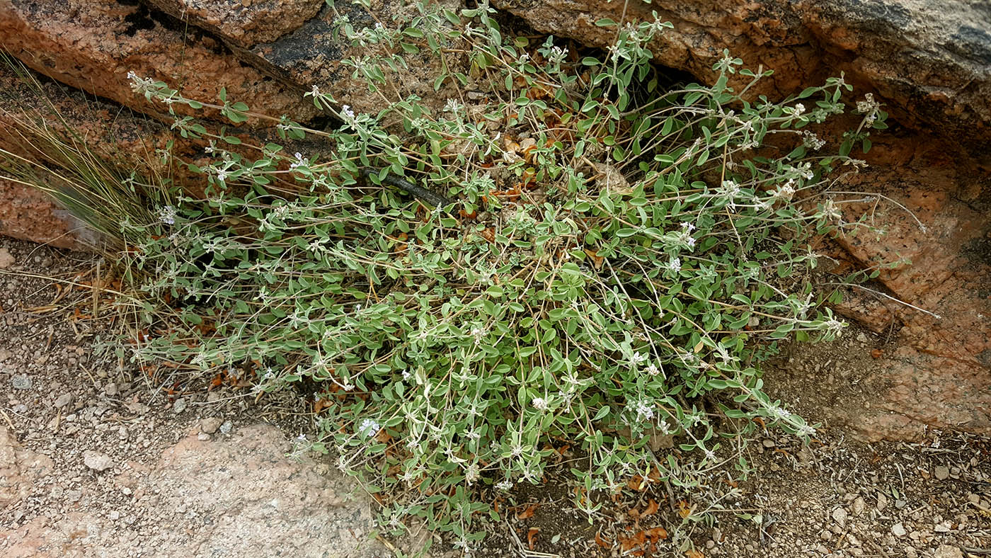 Image of Ziziphora clinopodioides specimen.