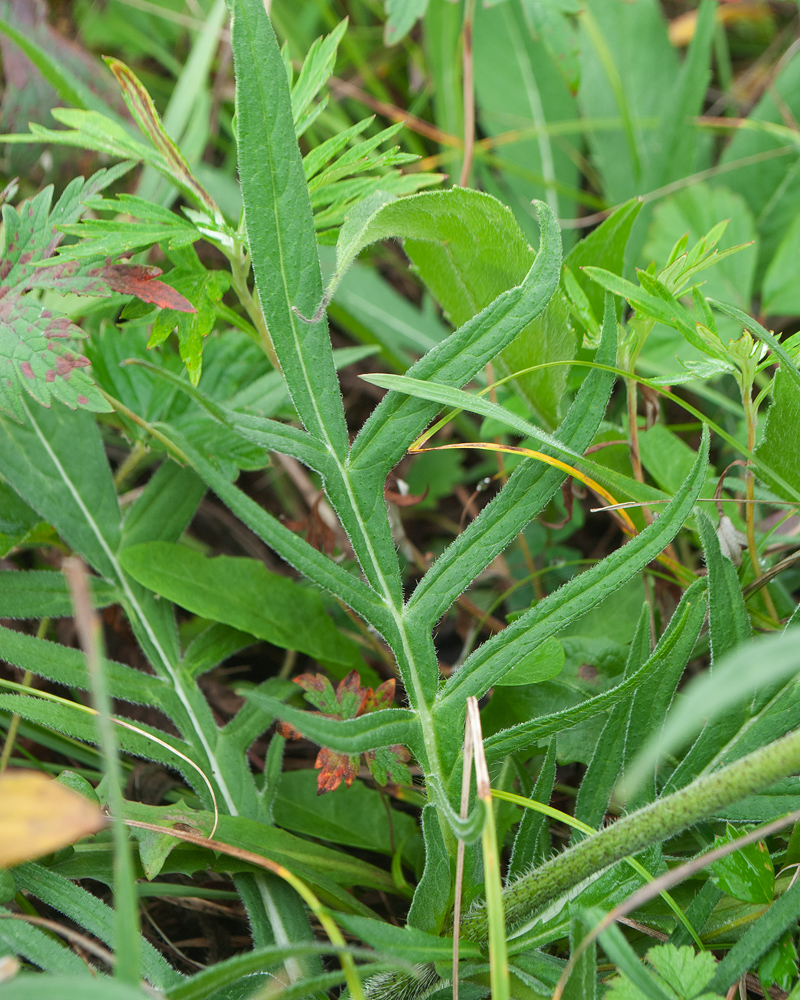 Image of Knautia arvensis specimen.