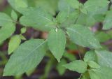 Impatiens noli-tangere