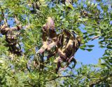 Gleditsia japonica