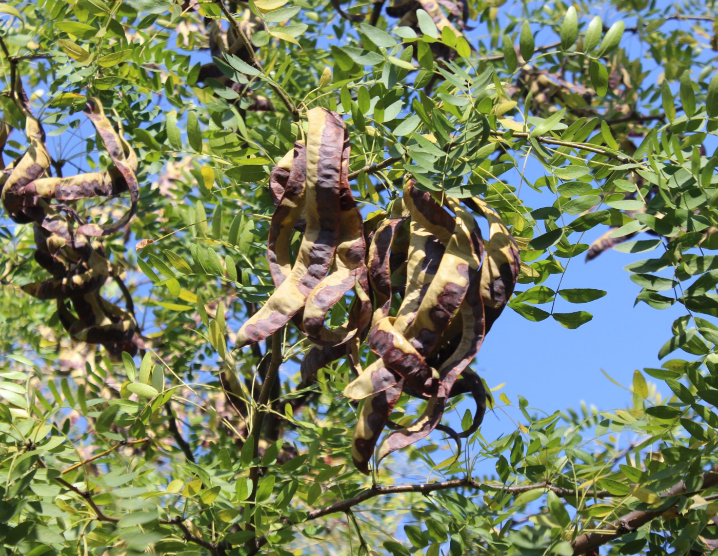 Изображение особи Gleditsia japonica.