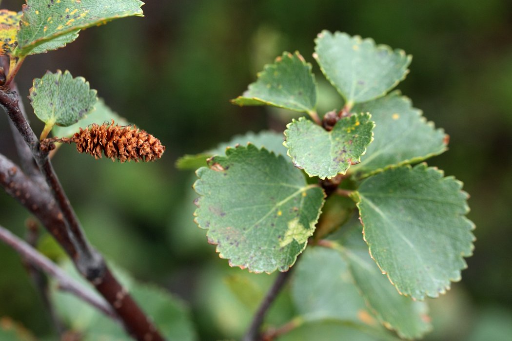 Изображение особи Betula × alpestris.